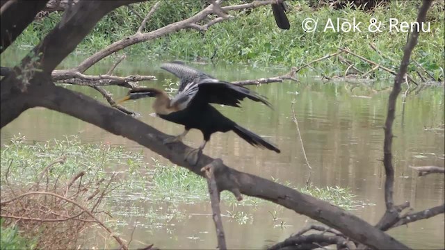 Anhinga Asiática - ML201970421