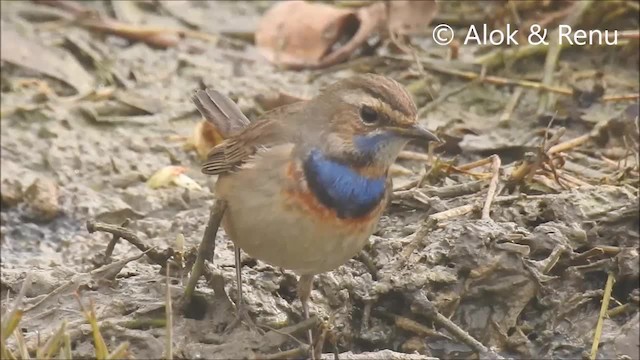 Ruiseñor Pechiazul (grupo svecica) - ML201970431