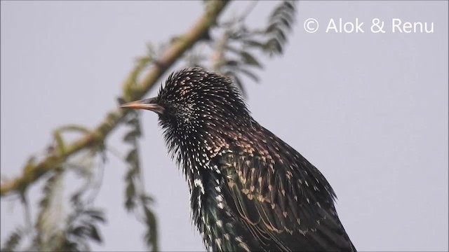 European Starling - ML201970471