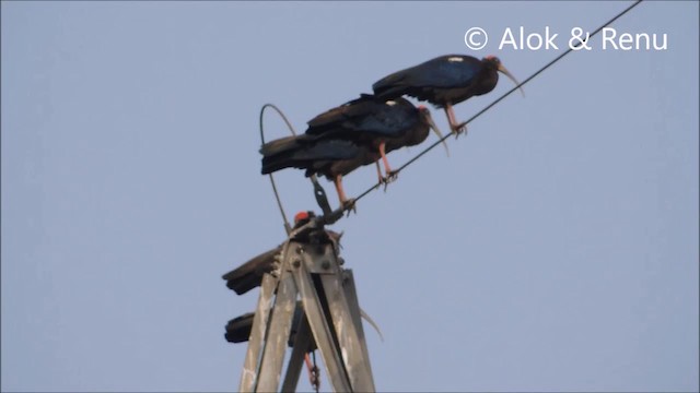 Red-naped Ibis - ML201970511