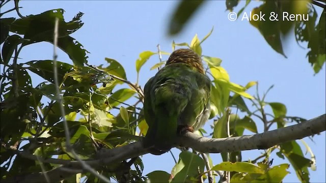 Braunkopf-Bartvogel - ML201970541