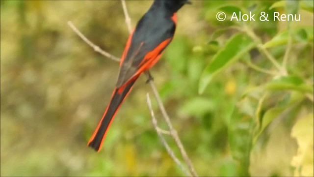 長尾山椒鳥 - ML201970571