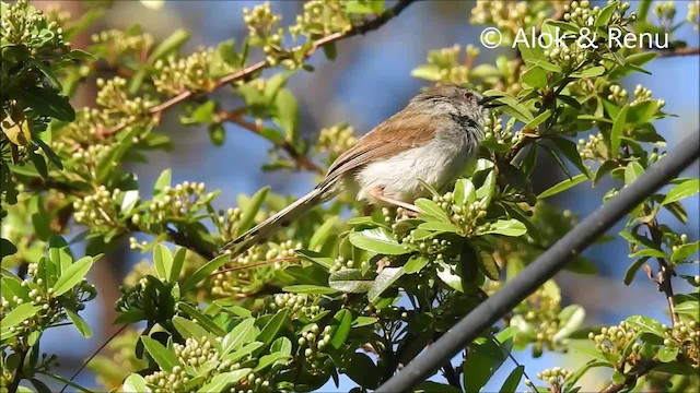 Gray-breasted Prinia - ML201970591