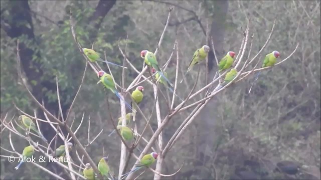 Plum-headed Parakeet - ML201970601