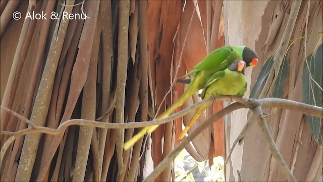 Slaty-headed Parakeet - ML201970611