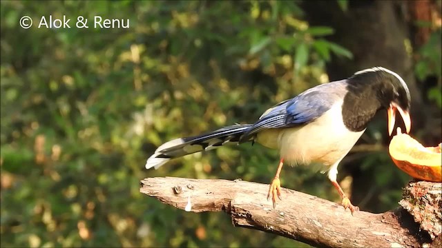 Red-billed Blue-Magpie - ML201970631