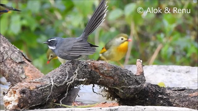 White-throated Fantail - ML201970641