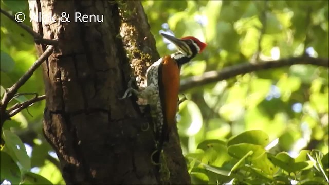 Greater Flameback - ML201970651