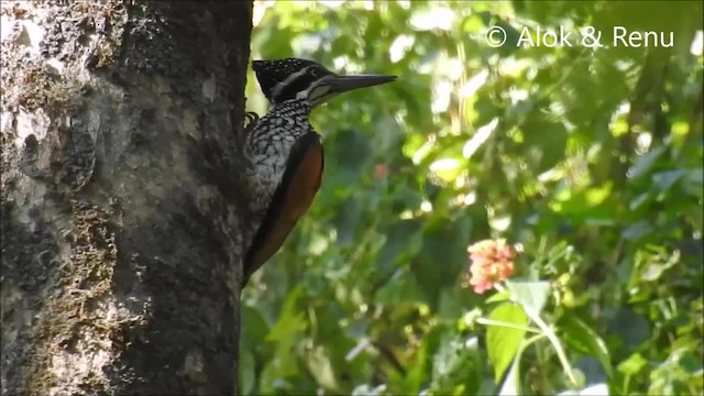 Greater Flameback - ML201970661