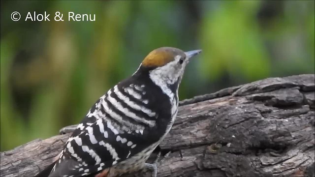 Brown-fronted Woodpecker - ML201970681