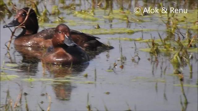 Ferruginous Duck - ML201970741