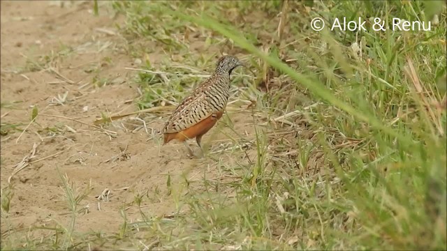 Barred Buttonquail - ML201970781