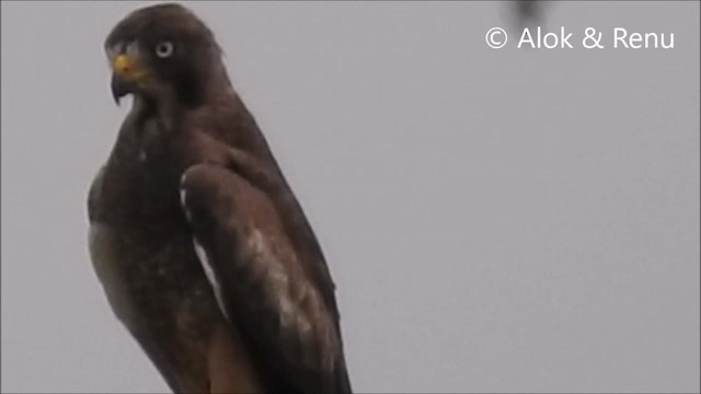 Busautour aux yeux blancs - ML201970861