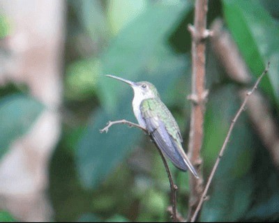 kolibřík šedoprsý (ssp. largipennis) - ML201970901