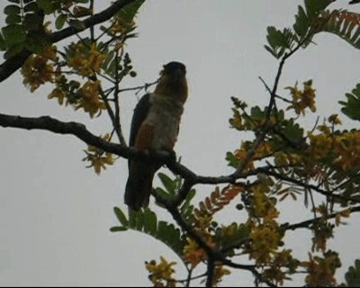 Black-headed Parrot - ML201971011