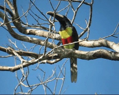 Black-necked Aracari - ML201971091