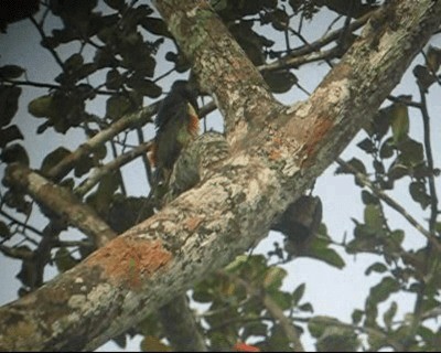 Black-necked Aracari - ML201971101