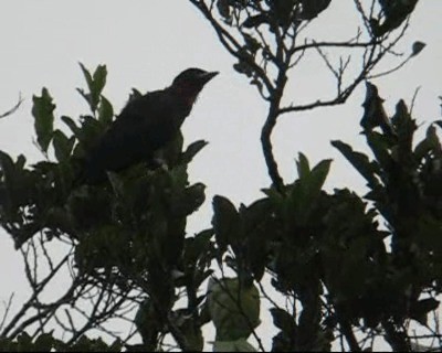 Purple-throated Fruitcrow - ML201971121