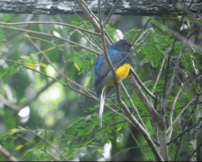 Trogon à queue blanche - ML201971131