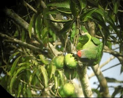 Amazone tavoua (bodini) - ML201971141