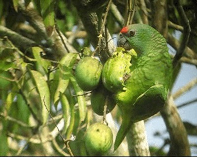 Amazone tavoua (bodini) - ML201971151