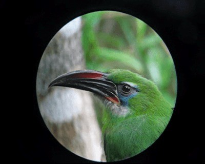 Groove-billed Toucanet (Groove-billed) - ML201971161