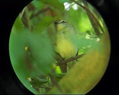 Fuscous Flycatcher (Fuscous) - ML201971181