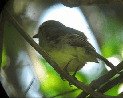 Fuscous Flycatcher (Fuscous) - ML201971191