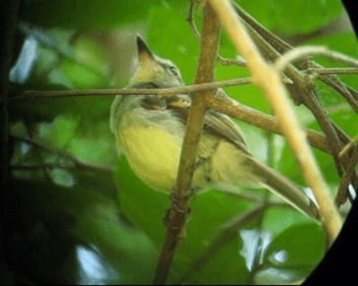 Fuscous Flycatcher (Fuscous) - ML201971201