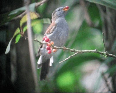 Solitario Andino (venezuelensis/candelae) - ML201971311