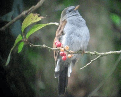 Andean Solitaire (venezuelensis/candelae) - ML201971321