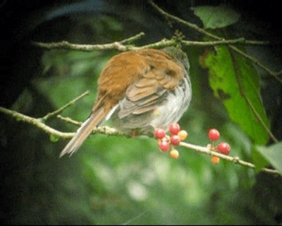 Andean Solitaire (venezuelensis/candelae) - ML201971331