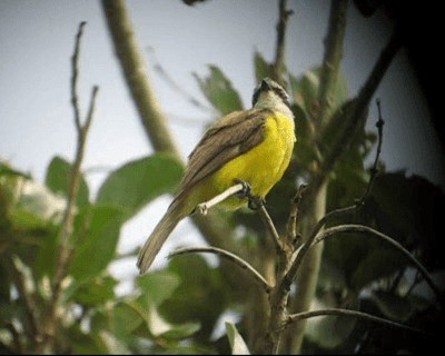 White-bearded Flycatcher - ML201971381