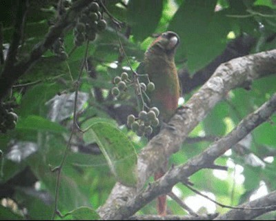 Red-eared Parakeet - ML201971461