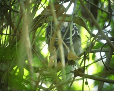 Black-backed Antshrike - ML201971481