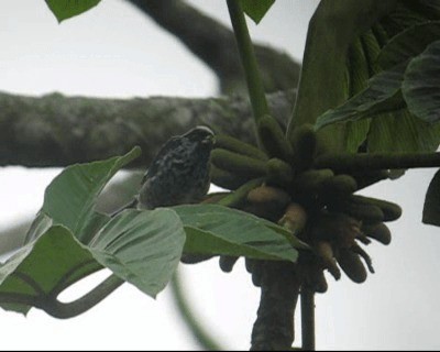 Beryl-spangled Tanager - ML201971511