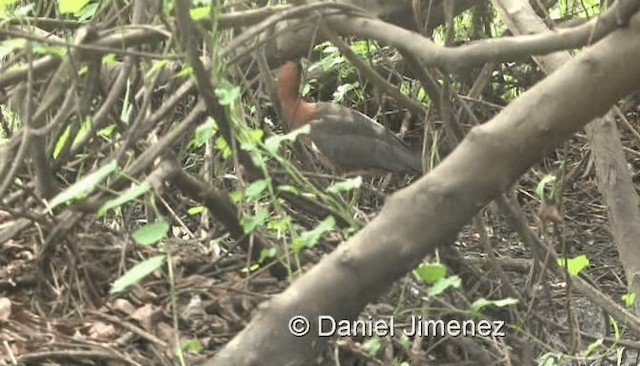 White-backed Night Heron - ML201971521