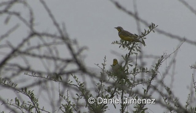 Yellow-throated Longclaw - ML201971581