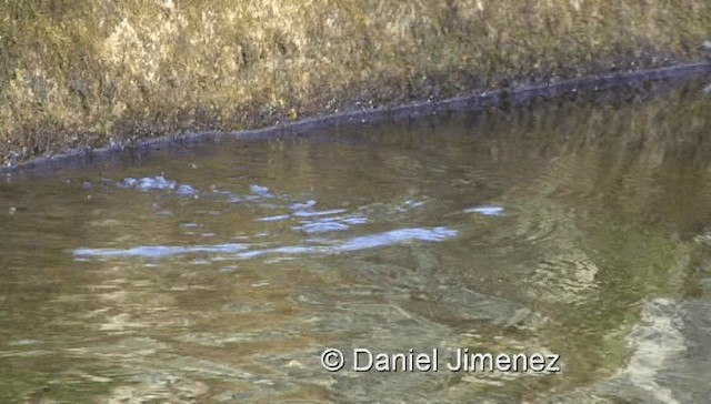 White-throated Dipper - ML201971601