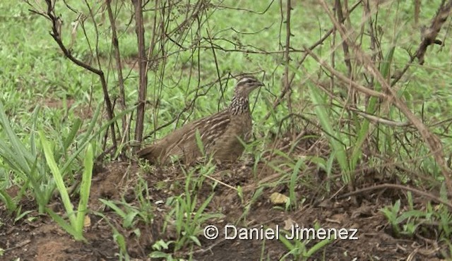 Crested Francolin (Crested) - ML201971621