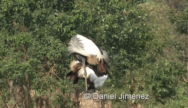 Grulla Coronada Cuelligrís - ML201971641