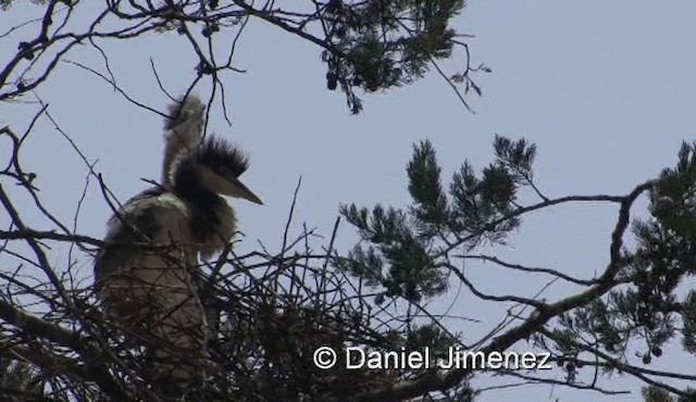 Garza Cabecinegra - ML201971671