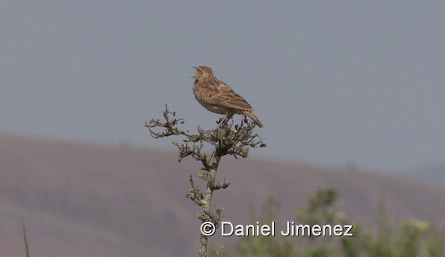 Rufous-naped Lark (Rufous-naped) - ML201971681