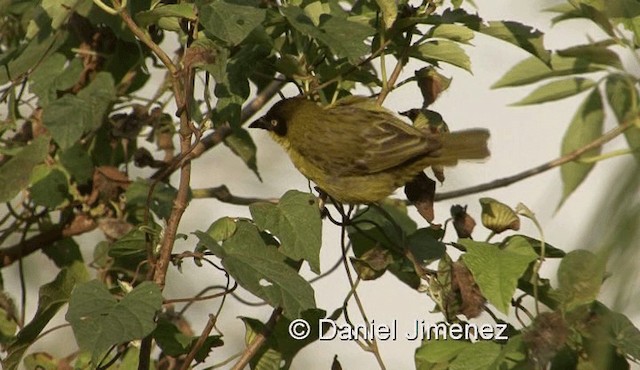 Baglafecht Weaver (Stuhlmann's) - ML201971701