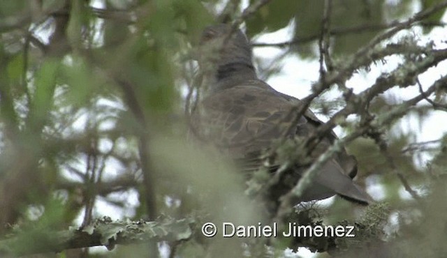 Dusky Turtle-Dove - ML201971721