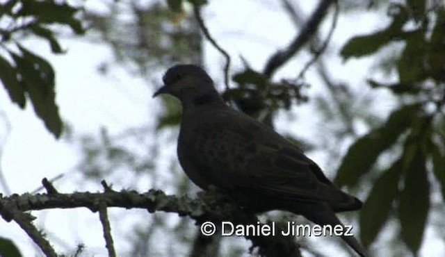 Dusky Turtle-Dove - ML201971731