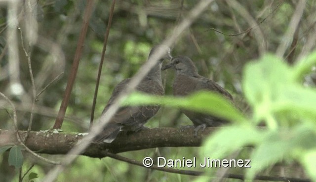 Dusky Turtle-Dove - ML201971741