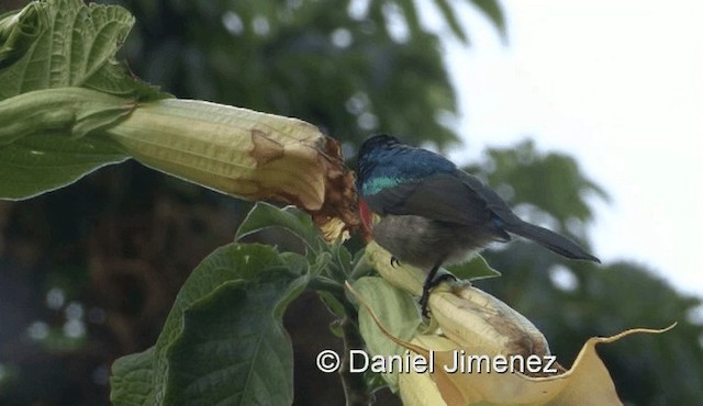 Northern Double-collared Sunbird (Eastern) - ML201971771