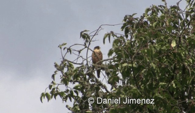 African Hobby - ML201971821