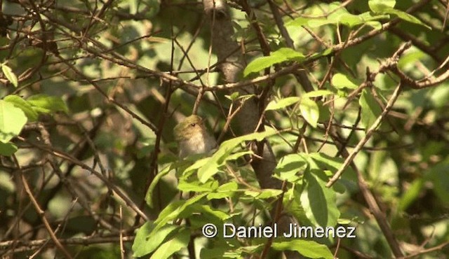 Mosquitero Carirrojo - ML201971861